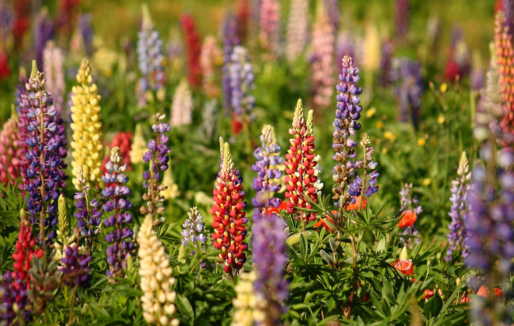 Seedling - Lupin