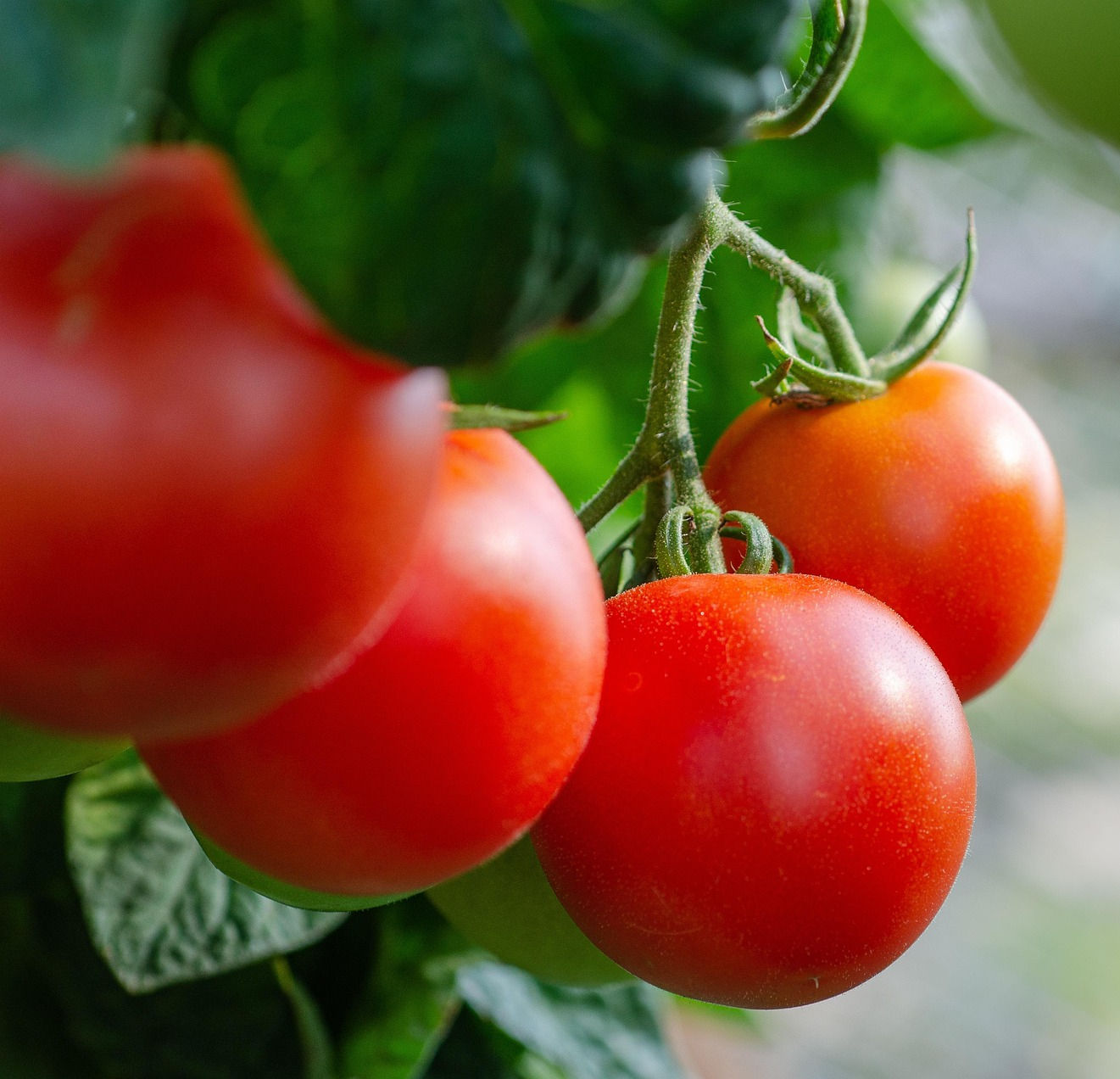 Seedling - Tomato - Baby Boomer Cherry