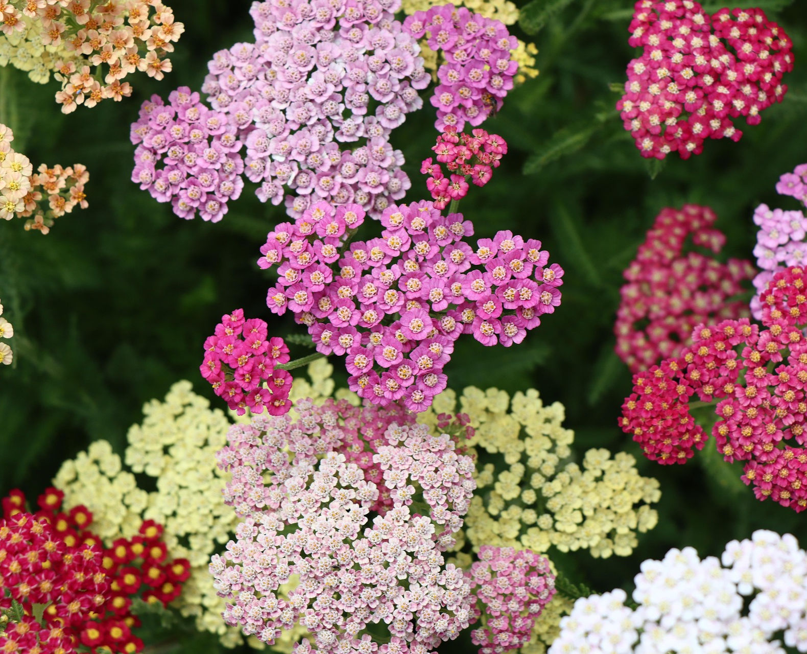 Seedling - Yarrow Colorado Plant Mix - 4 pk or multi plant pot