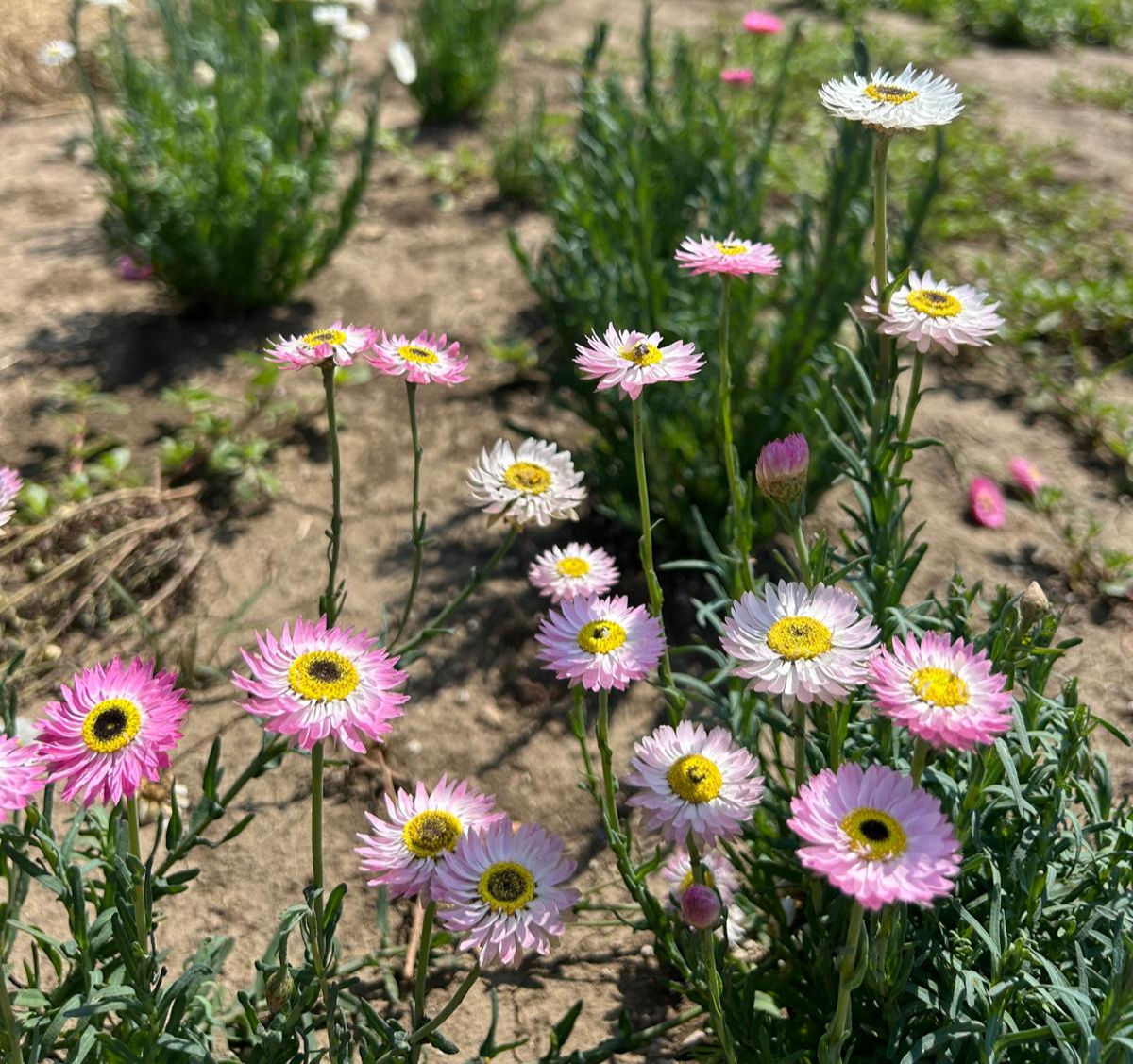 Seedling - Paper Daisy