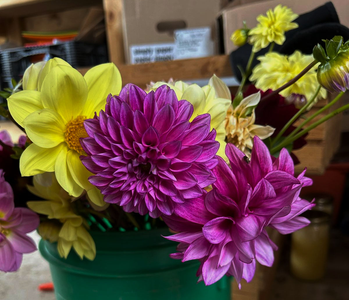 Plant - Surprise Dahlias!