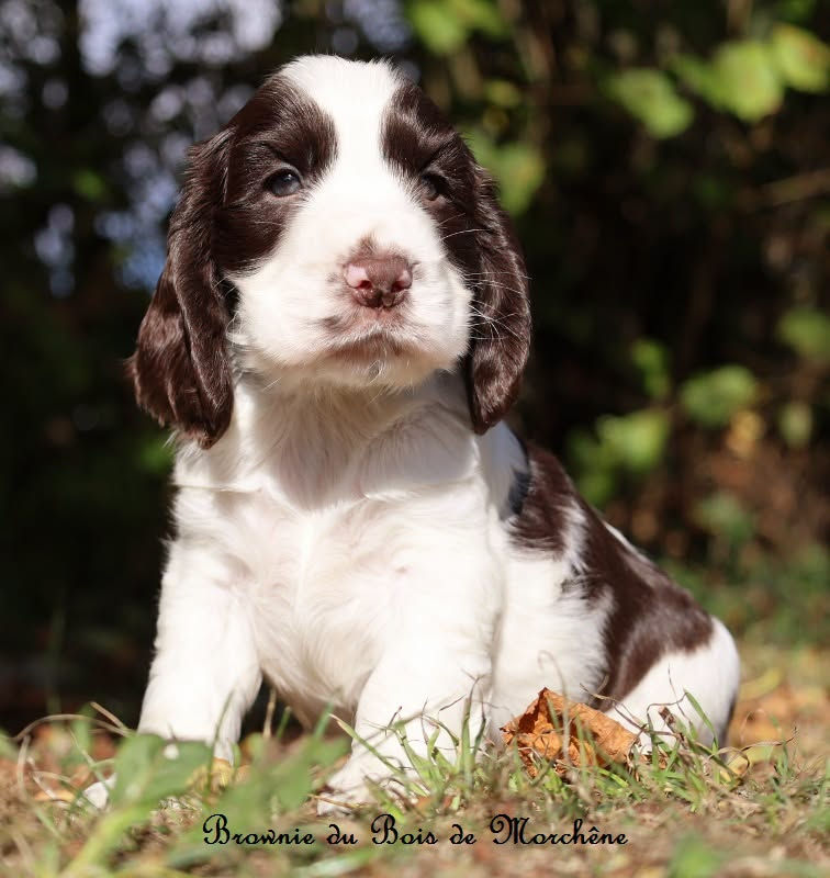 Brownie