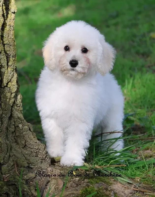 Blanco
