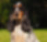 photo_cocker