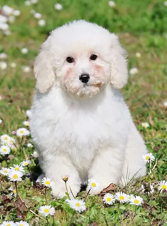 Blanco