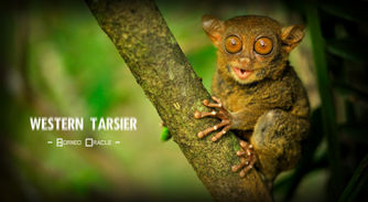 WESTERN TARSIER