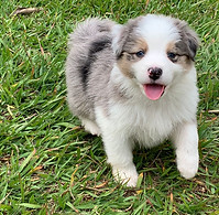 Filhote de Border Collie Tricolor de Merle