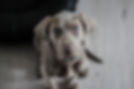 weimaraner (1).jpg