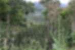 Coffee plants
