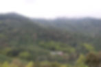 Virgin forest