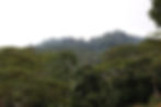 Guayacanes trees