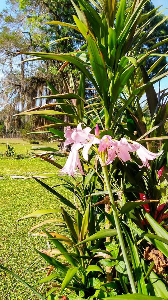 Flores - Chácara Primeiro de Maio