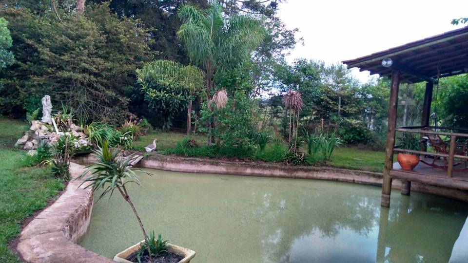 Lago com peixes e tartarugas
