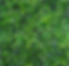 Distinguished Foods Flower Wall Panel Background_edited.jpg