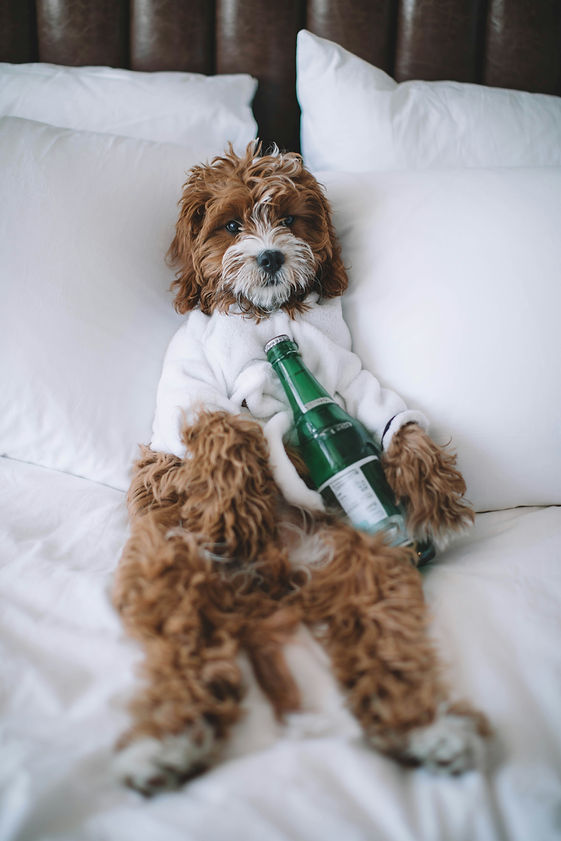 roberto-nickson-ey5s8rNHG-c-unsplash_edited_edited.jpg
