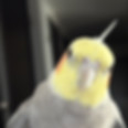 ご利用者さまの声オカメインコ