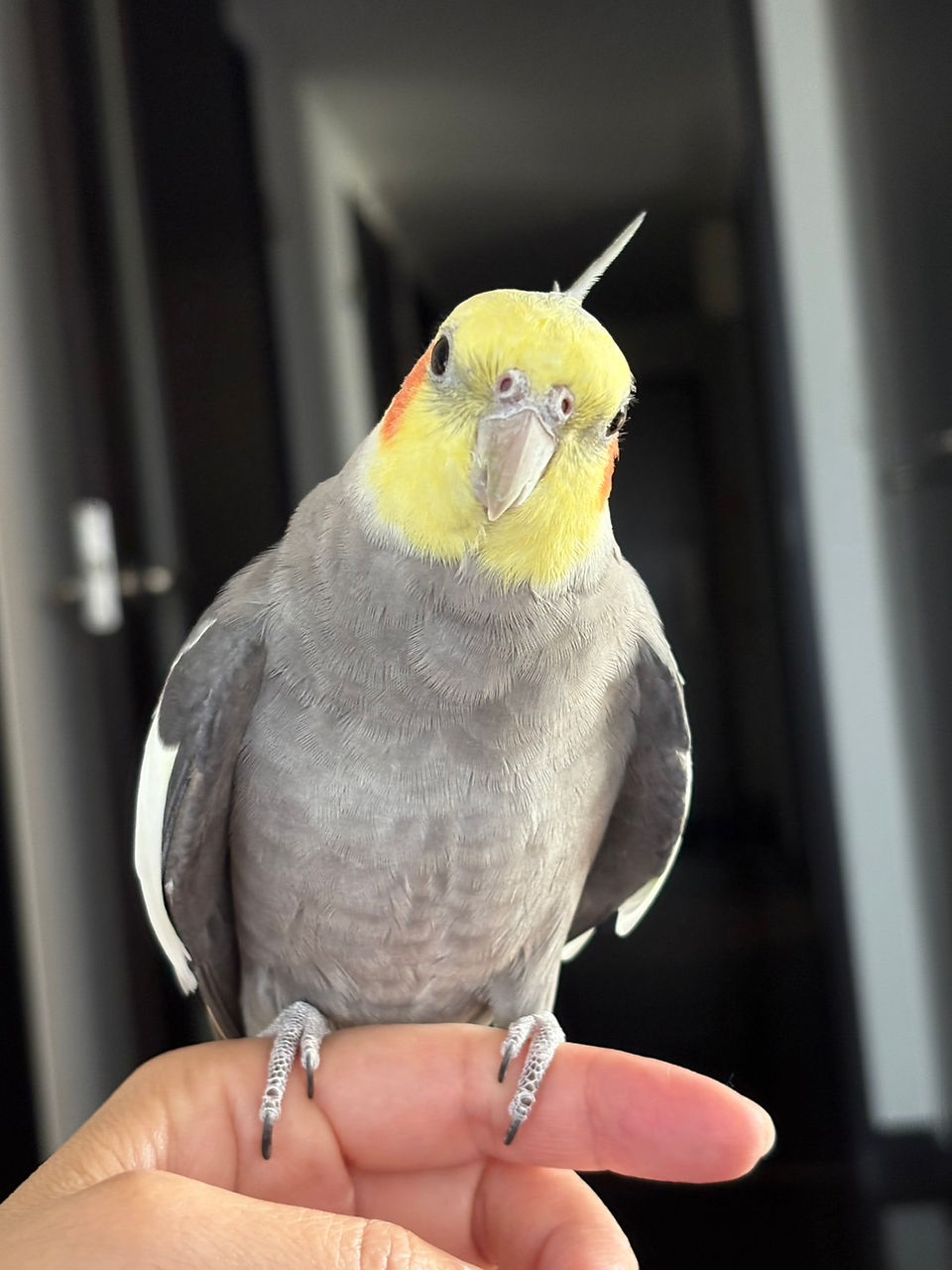 オカメインコ