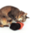 Thumbnail: Refillable Cola Catnip Plushie