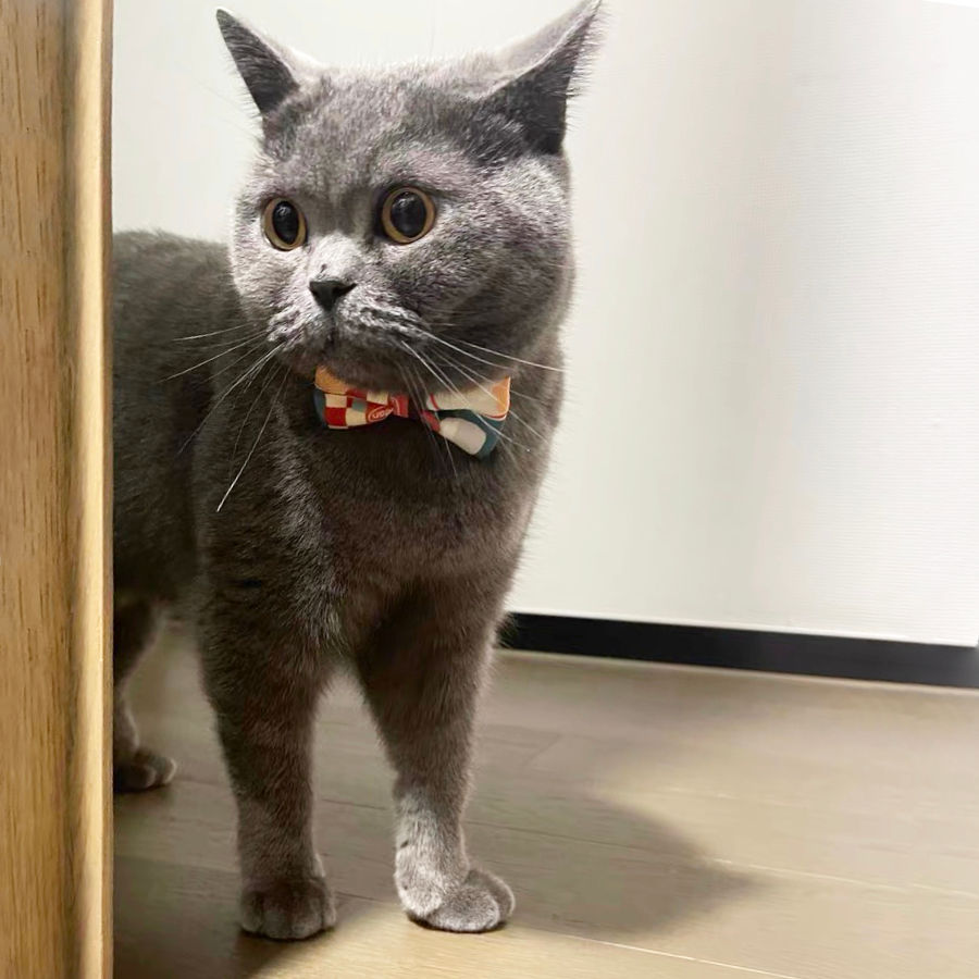 Thumbnail: Pidan Collar with Bow (New Colours)