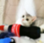 Thumbnail: Refillable Cola Catnip Plushie