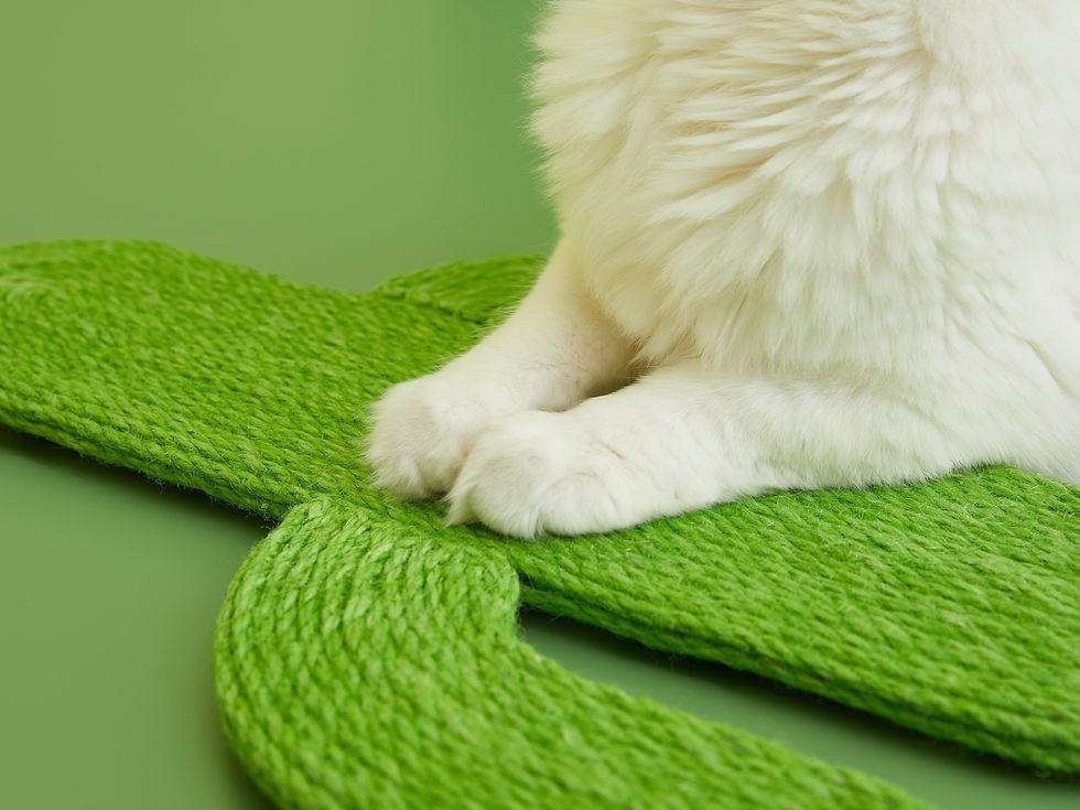 Thumbnail: Cactus Scratch Pad with Suction Cups