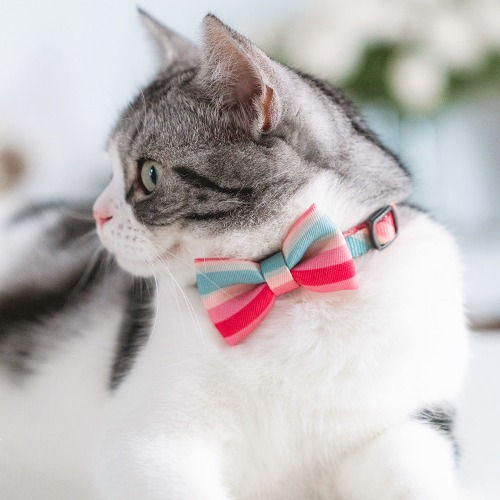 Thumbnail: Pidan Collar with Bow (New Colours)