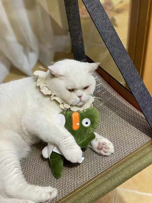 Thumbnail: Pidan Air Bed