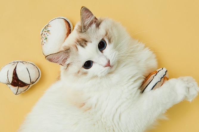 Thumbnail: Catnip Dim Sum Platter