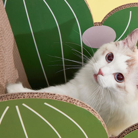 Thumbnail: Cactus Scratcher