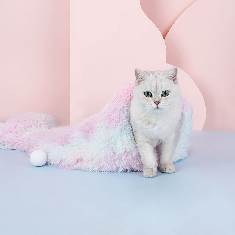 Thumbnail: Mermaid's Tail Bed