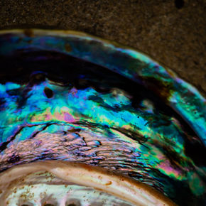 White shell abalone, nested in a pāua shell 