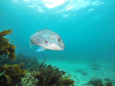 Snapper in Kaikoura fishery.jpeg