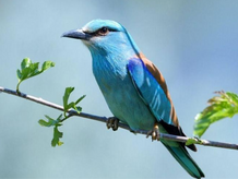 La carraca europea 