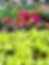 Summer Bedding(1).heic