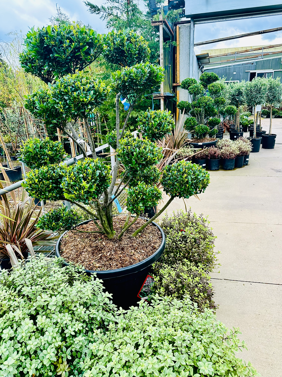 Ilex Cloud Topiary.heic