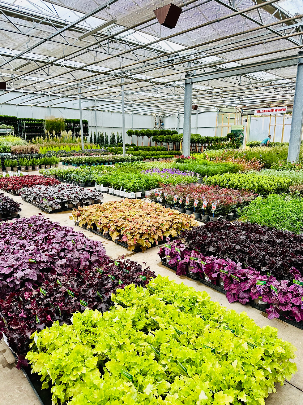 Heuchera herbaceous_.heic