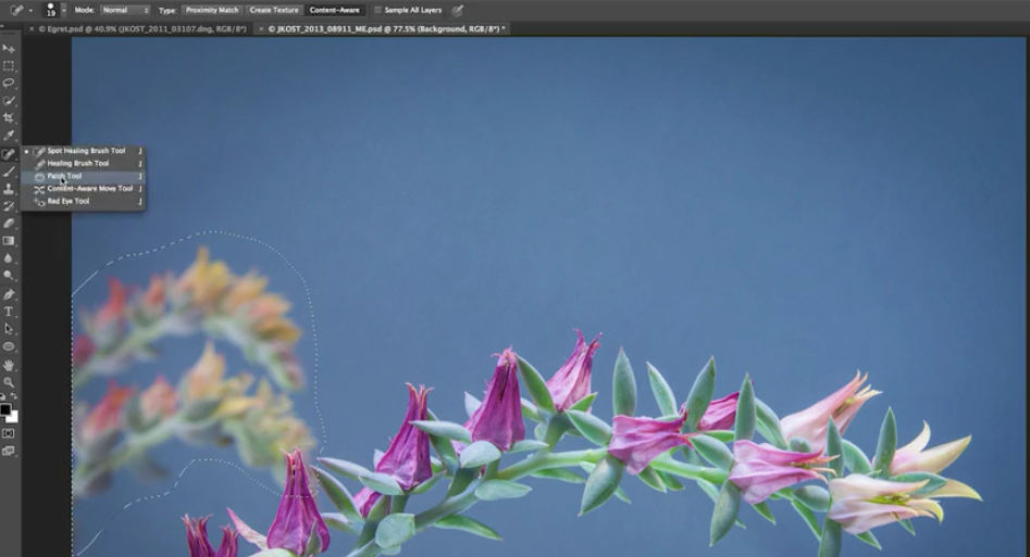 cactus picture