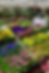 Summer Bedding.heic