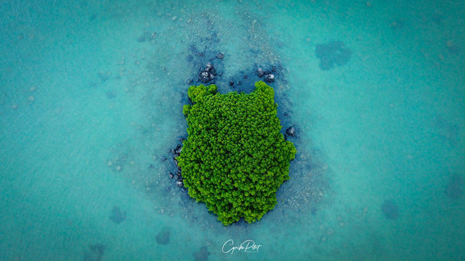 tropical fish logo.jpeg