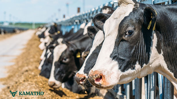 Cows know about us.jpg