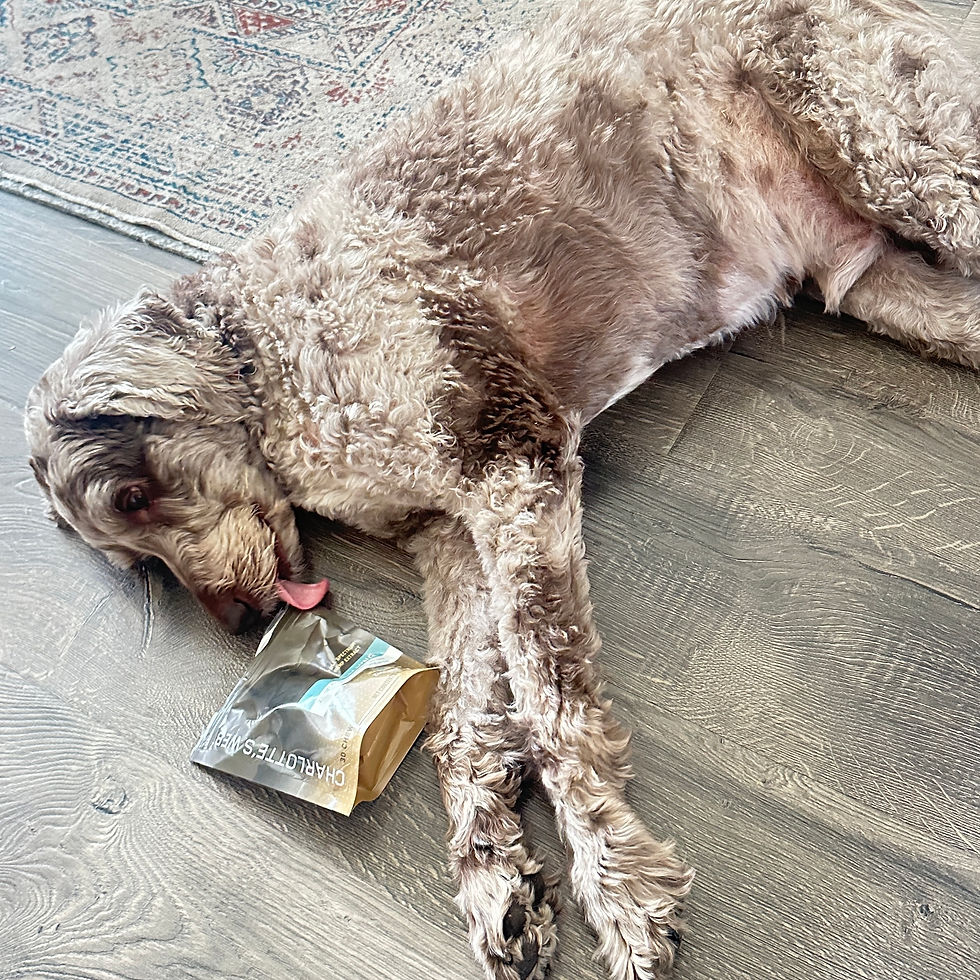 Since Rico is getting older, he's loving his CBD from Charlotte's Web