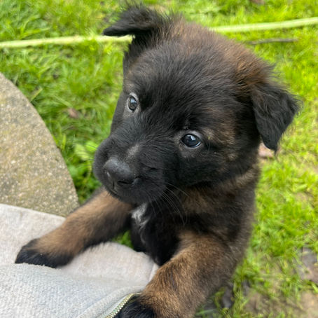 Une magnifique portée de Bergers Belges Tervueren LOF : puissance, équilibre et noblesse 🌟