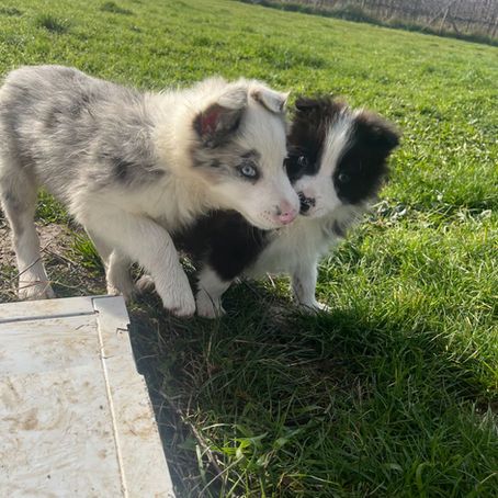 Portée exceptionnelle de Border Collie