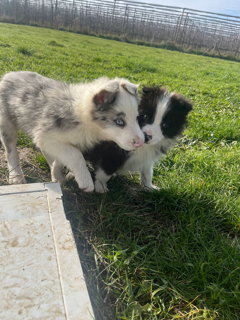 Portée exceptionnelle de Border Collie