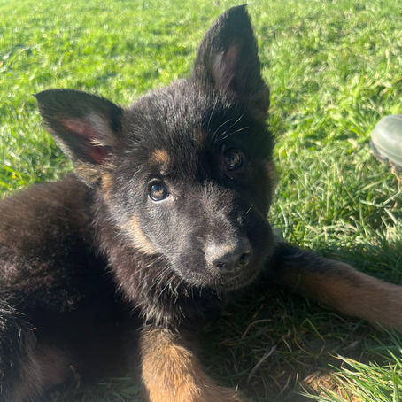 Portée exceptionnelle de Berger Allemand – 5 chiots nés le 25 novembre 2025