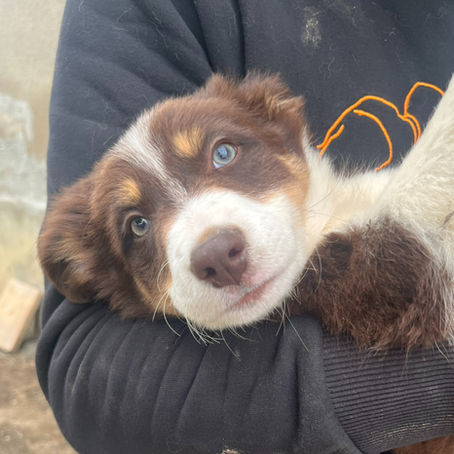 3 magnifiques border collie 