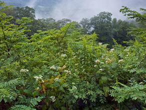 Chestnut Chat: TACF Documentary Film - May 19 at 11:30AM