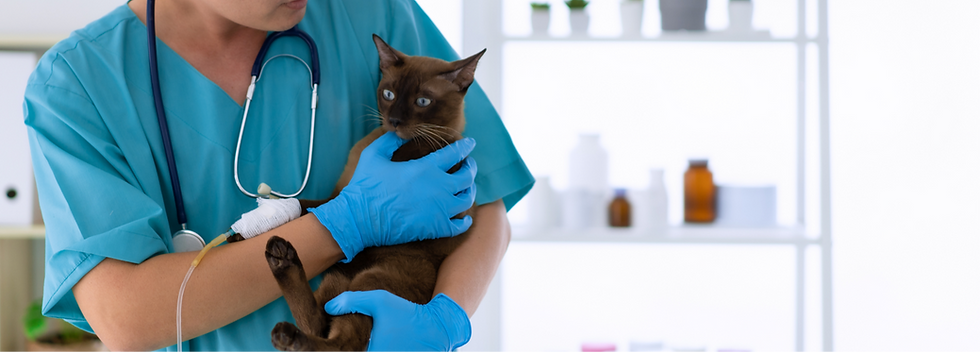 Eine Katze wird von einer Person getragen und hat eine verbundene Pfote