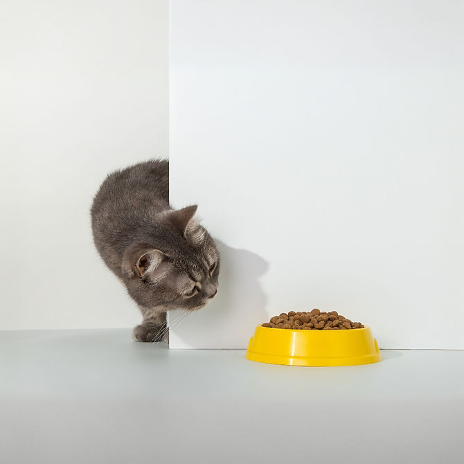 Katze betrachtet eine gelbe Futterschüssel  mit Katzenfutter