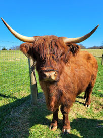 Dolly Scottish Highland Cow MASTER HIGH RES - Copy.jpg